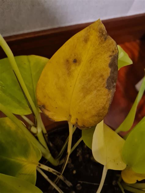 What Is Wrong With My Plant Rplantclinic