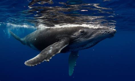 buckelwale knotenpunkt der „gesangskultur“ entdeckt wissenschaft de