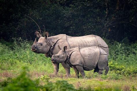 Greater One Horned Rhino Population Has Increased By 167 Rconservation