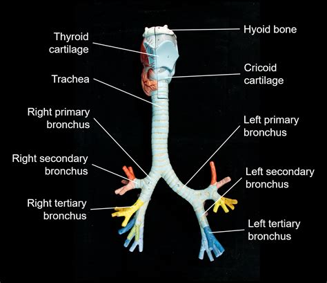 Chapter Respiratory System Human Anatomy Master
