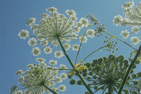 Giant Hogweed Looks Like Queen Annes Lace On Crack And St Flickr