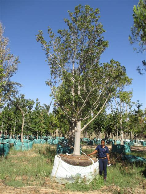 Rapanea Melanophloeos Trees Sa