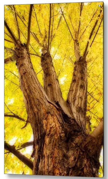 Big Maple Tree Portrait Fine Art Nature Photography