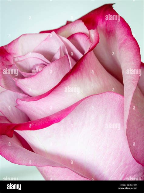 Macro Photo Pink Rose Stock Photo Alamy
