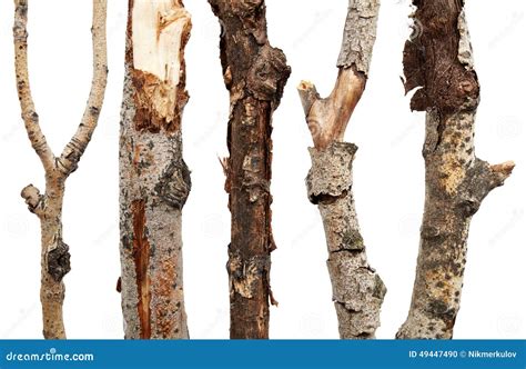 Dry Tree Branches Stock Photo Image Of Isolated White 49447490