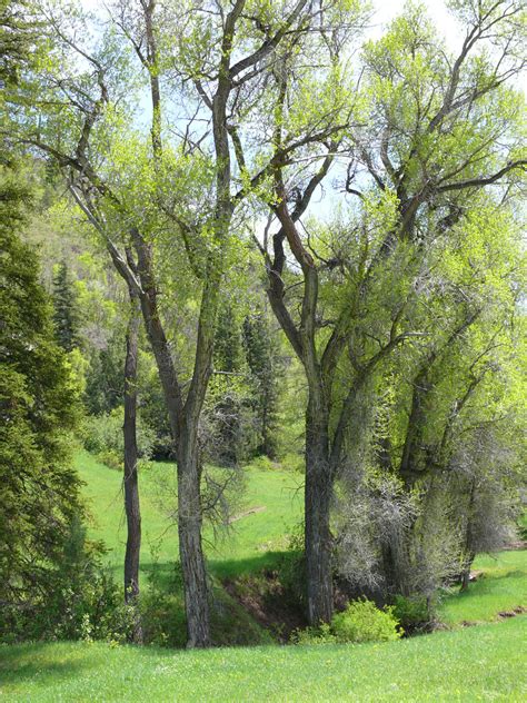 Cottonwood Trees On The Creek Lynda Phillips Flickr