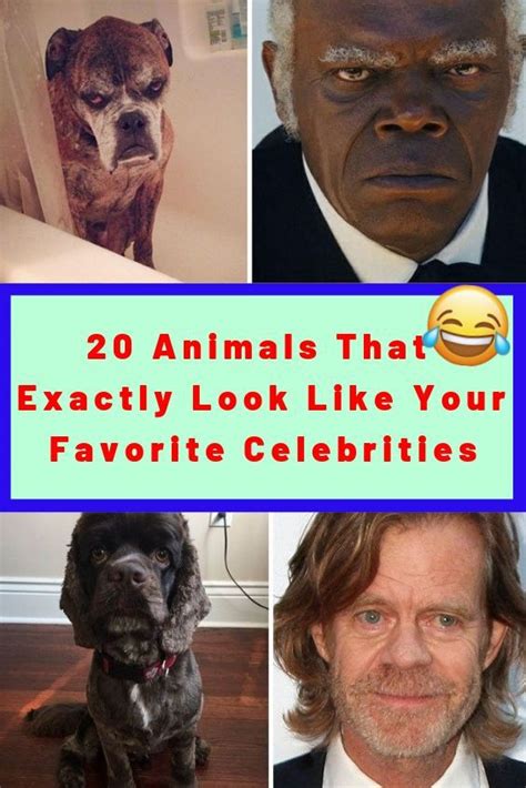 20 Animals That Exactly Look Like Your Favorite Celebrities