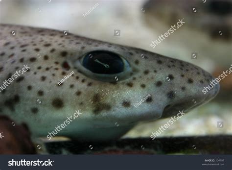 Lesser Spotted Dogfish Stock Photo 104197 Shutterstock
