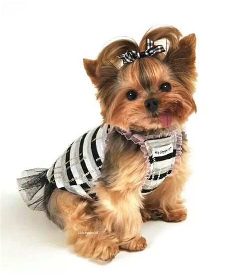 Read honest and unbiased product reviews from our users. Adorable! | Cute small animals, Teacup puppies, Yorkie haircuts