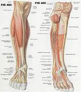 Images of Core Muscles Quiz