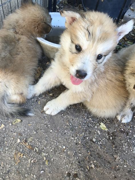 Basenji puppies for sale at canine corral the #1 place on long island to buy your new puppy! Wolfdog Puppies For Sale | Tucson, AZ #242594 | Petzlover