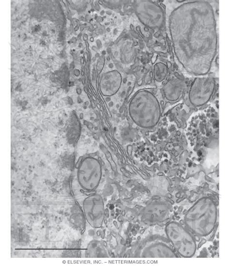 Electron Micrograph Of Peroxisomes In The Liver
