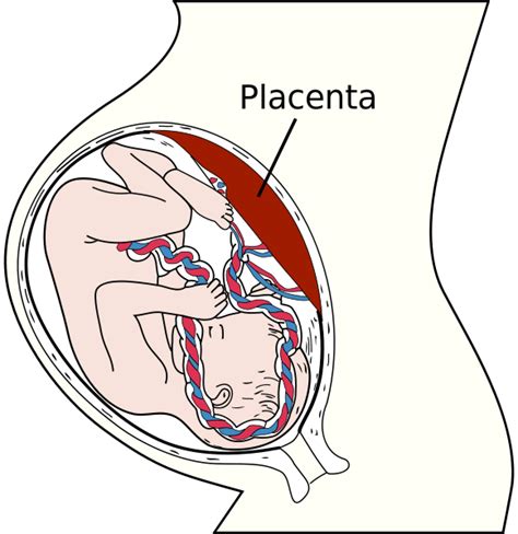 Difference Between Placenta And Umbilical Cord Definition Structure