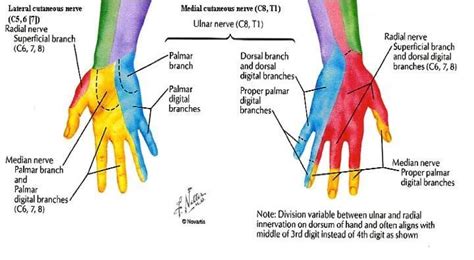 Dermatome Of Hand Median Nerve Nursing Tips Ulnar Nerve