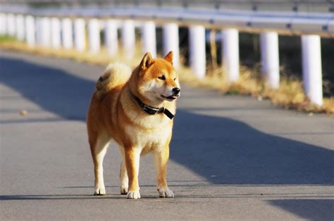 Shibainu Shiba Inu Japanese Dogs Dogs