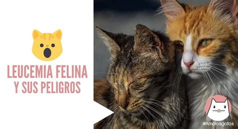 Todo sobre leucemia felina la enfermedad de nuestros gatos siamcatchannel. Leucemia felina y sus Peligros - Amo los Gatos