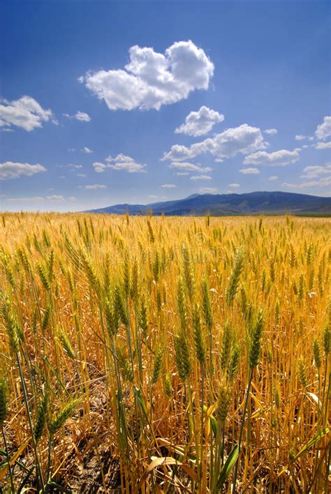 Harvest Time Ripe Wheat Field Stock Image Image Of Agriculture