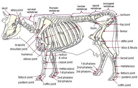 License image the bones of the leg are the femur, tibia, fibula and patella. Home | Junkyard Bones: Where you can find healthy dog ...