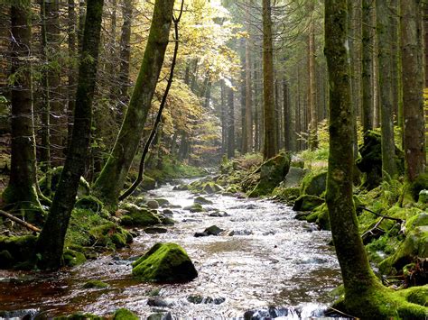 Black Forest Stream Amazing Nature Beautiful Places Beautiful