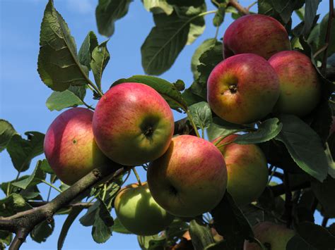 Haralson Apple Variety | Taste, Recipes and More — Minnetonka Orchard