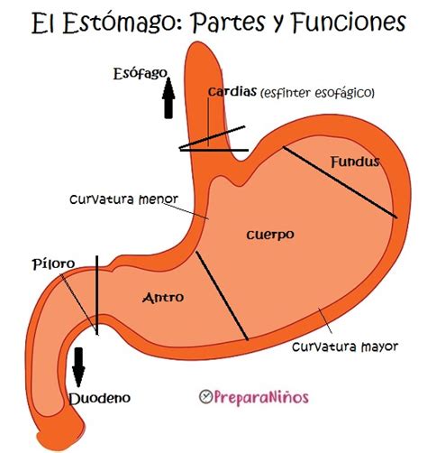 El Estómago: Partes y Funciones para niños - PreparaNiños.com