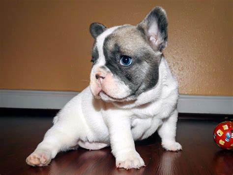 Akc French Bulldog Puppies For Sale European Bloodlines French
