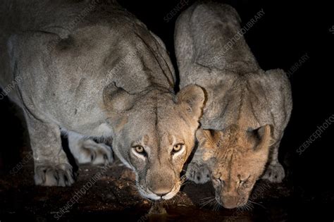 Lioness And Cub Drinking At Night Stock Image C0496449 Science