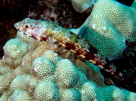 Twospot Lizardfish Synodus Binotatus Big Island Hawaii Photo 1
