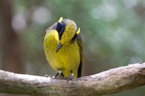 T4w Subscription For Friends Of The Helmeted Honeyeater Together For