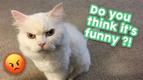 Funny Cat Videos That Will Make You Laugh So Hard 🤣 World Cat Comedy
