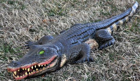 Swamp Alligator Scostumes