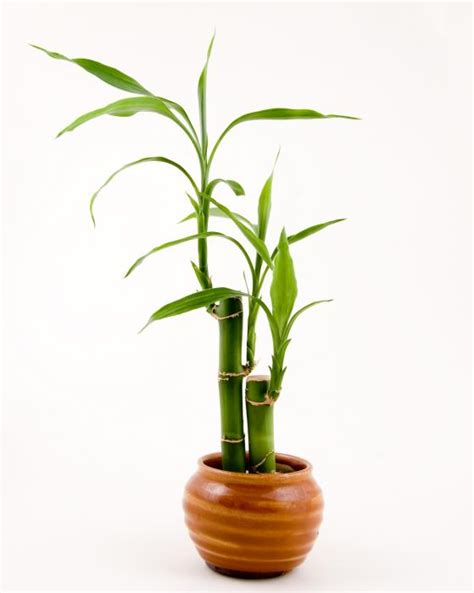 The combination of sizes, textures, colours and shapes to go with your bamboo is limitless. Bamboo Lamp Photo: Bamboo In A Pot
