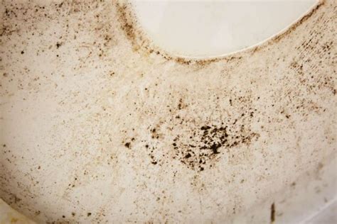 Black Mold In Toilet Bowl And Tank Causes And How To Remove It