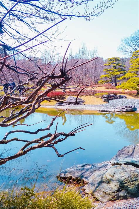 25 Best Places to See Cherry Blossoms in Tokyo + Free Guide | Japan