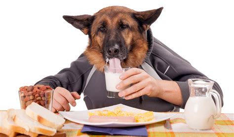 Foods Dogs Should Not Eat 10 Human Foods That Are