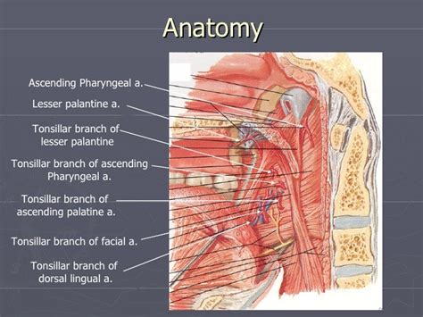 Anatomy Of Tonsils And Adenoids Anatomy Book