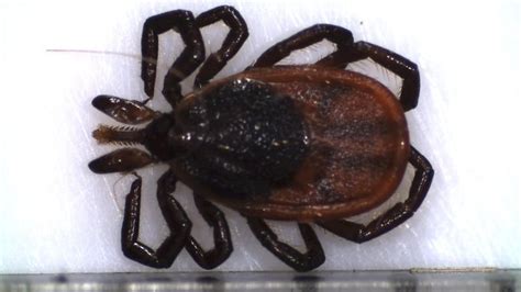 Ticks That Carry Lyme Disease On The Move In New Brunswick Cbc News