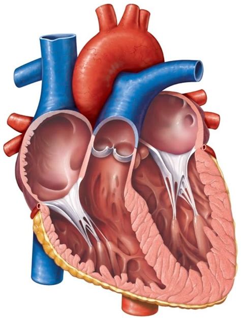 THE HEART IMAGE Papillary Muscles And Septum Diagram Quizlet