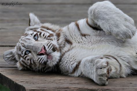 White Tiger Wallpapers Pictures Images