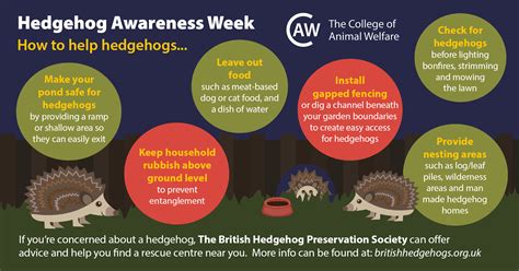 Hedgehog Awareness Week 2021 How To H Caw Blog