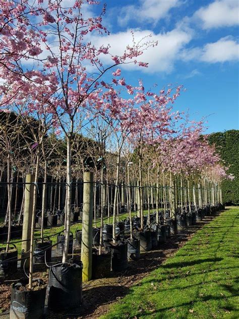 Prunus Accolade Pink Flowering Cherry Easy Big Trees Nz