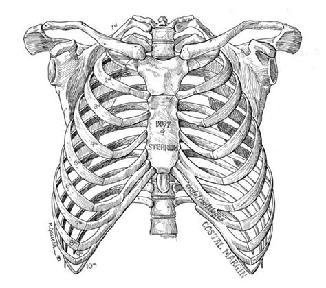 Human rib cage, 3/4 front view skeleton anatomy, human rib cage, skull and bones. a rib cage necklace... | Anatomy art, Skeleton drawings ...