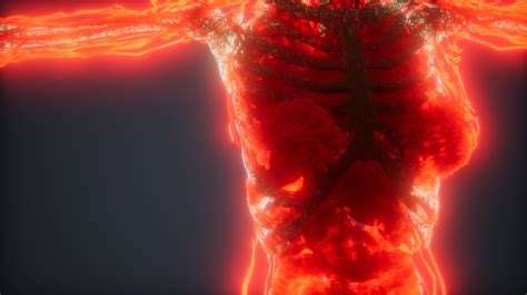 Colorful Human Body Animation Showing Bones And Organs 5638656 Stock