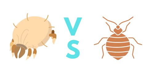 Dust Mites Vs Bed Bugs A Complete Guide With Photos