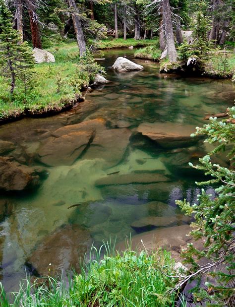 Actively Feeding Trout In A Crystal Clear Stream In Rocky Mountain
