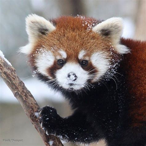 Why Are Red Pandas Endangered Stanleyrtmack