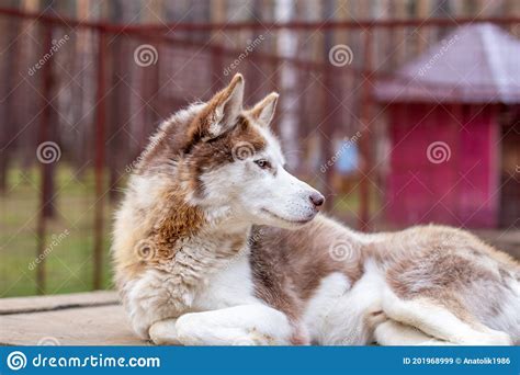 Siberian Husky Dog Lying On A Wooden House The Dog Is Lying Bored