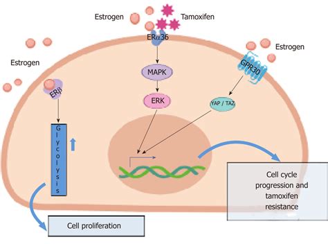 The Main Pathways Activated By Different Estrogen Receptor Isoforms In