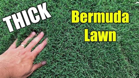 How To Make Bermuda Grass Thicker And Greener