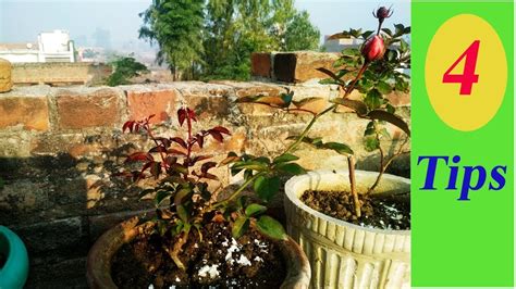 How To Care Rose Plant Hindi In Winter 4 Tips For Rose Plant Youtube